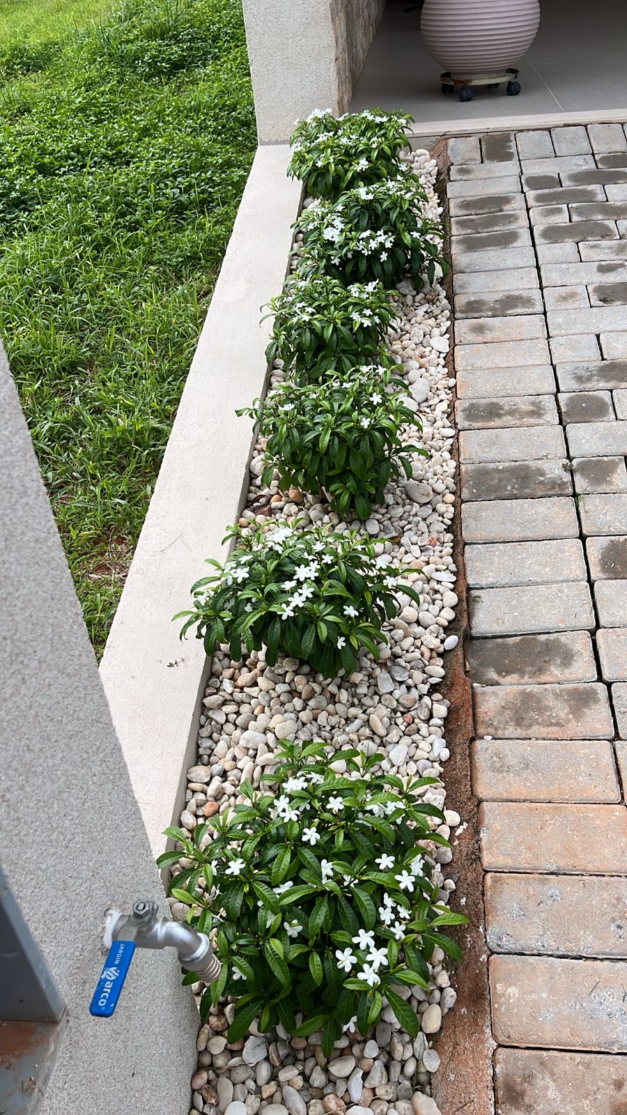 Pimenteiras ornamentais